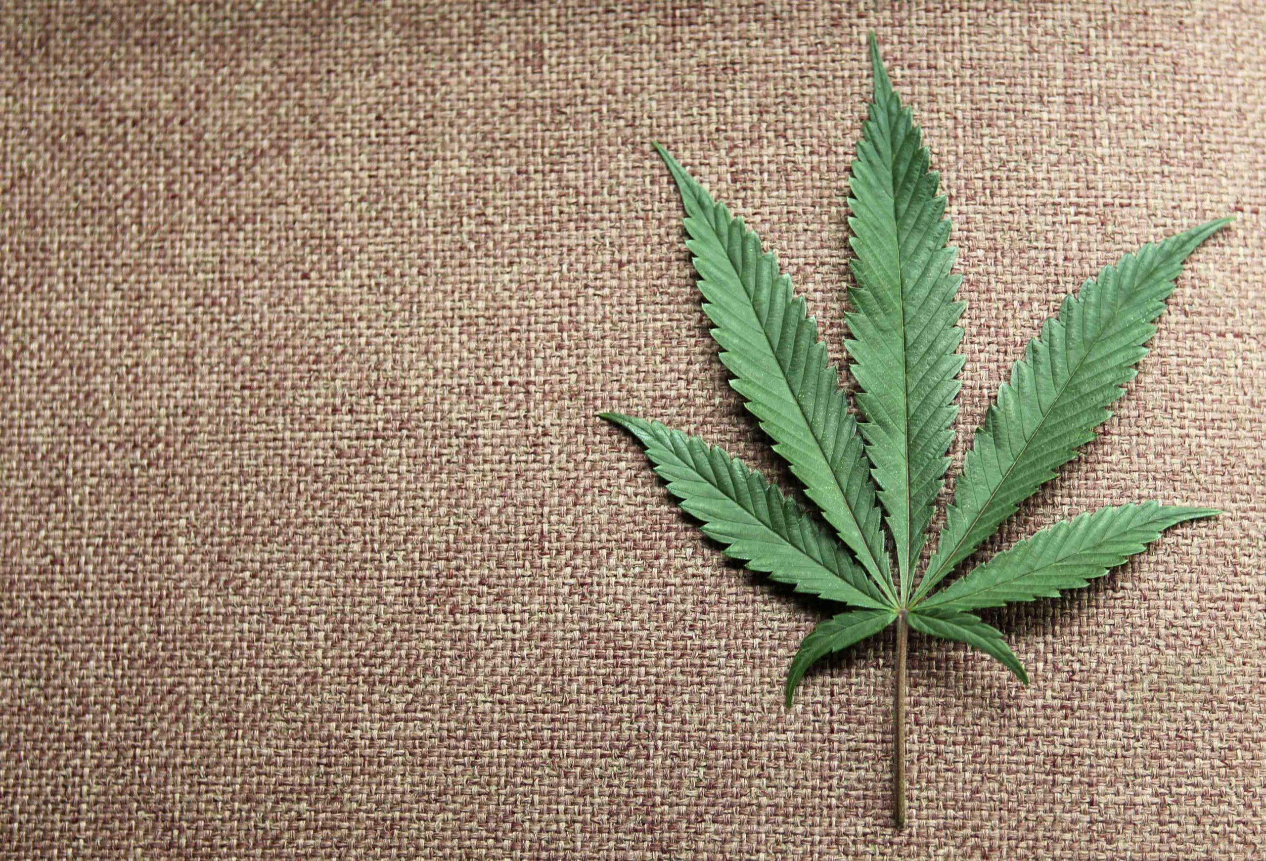 20 Best Cannabis Marketing Companies